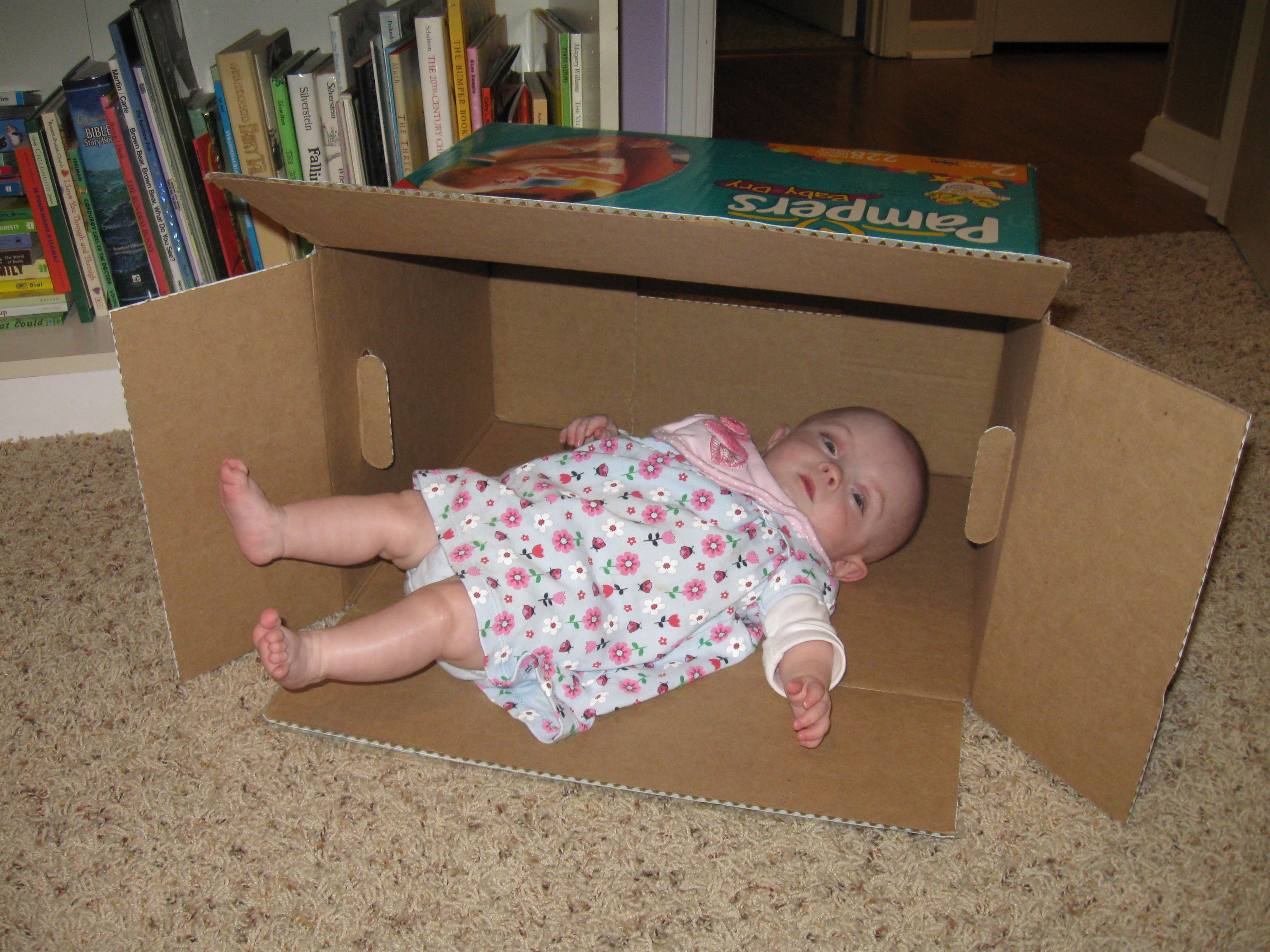 Becca in a box.  She thought it was really funny.  She definitely enjoyed it more than the dogs enjoyed their turns.